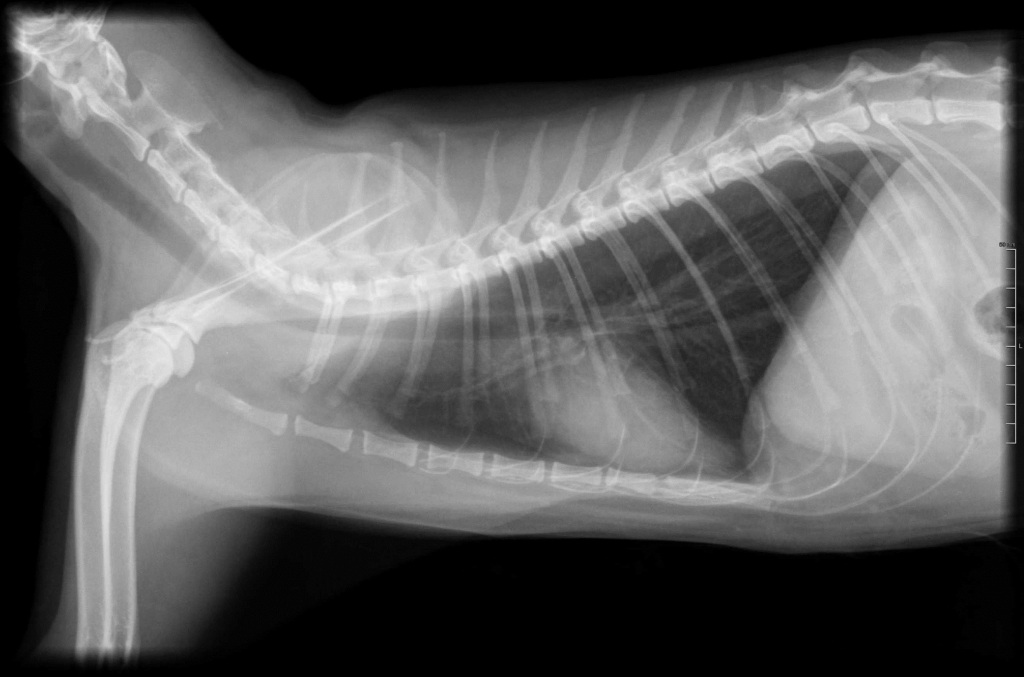 Radiografia-lateral-gato